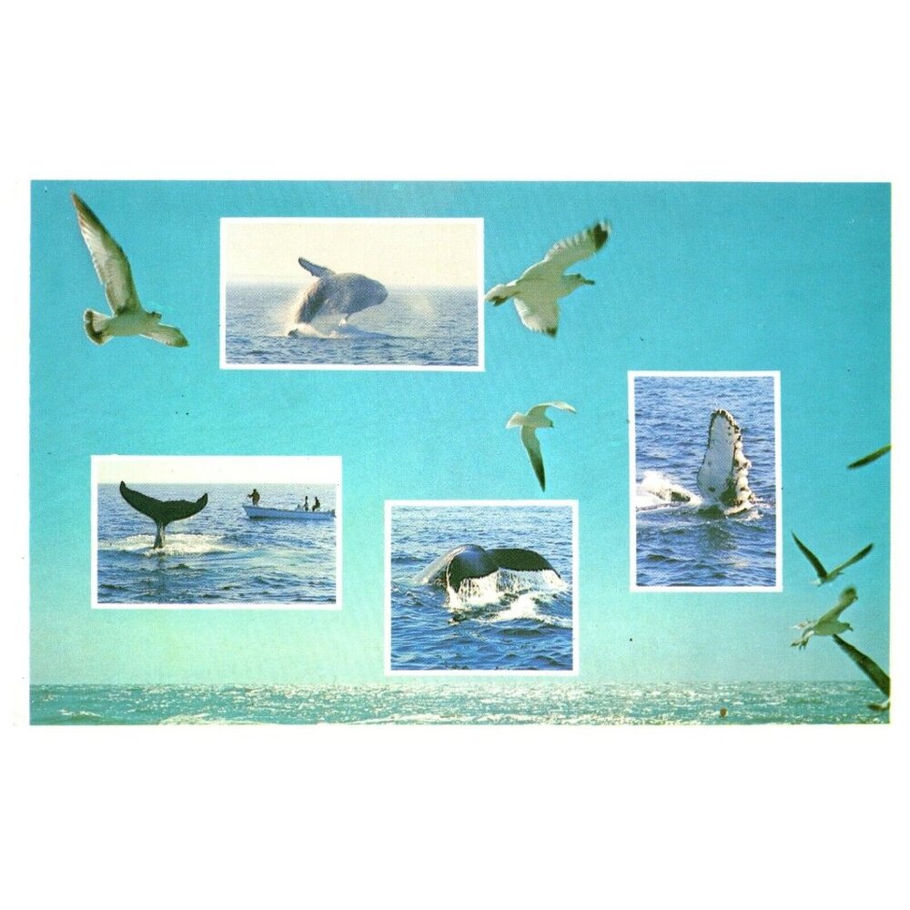 Postcard Whale-Watching humpback whales Splashing Around a breathing in air